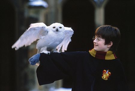 harryhedwig.jpg
